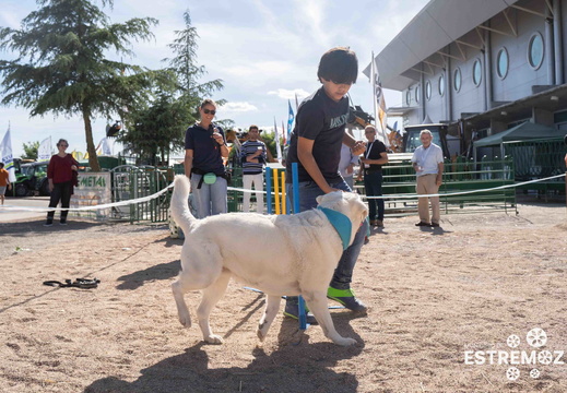 Demonstração de educação e treino canino