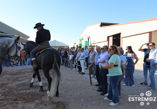 Demonstração de Equitação Tradicional Portuguesa, pela Família Cortes