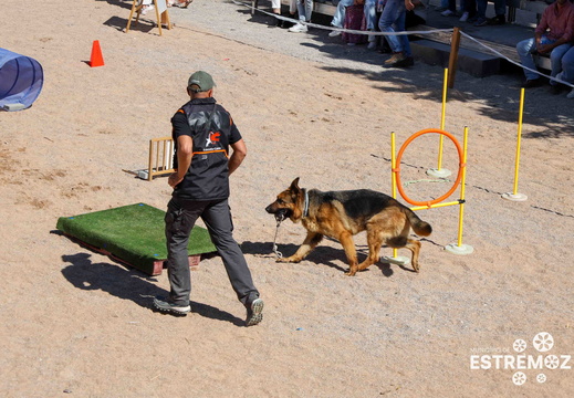 Demonstração de treino de obediência canina, seguido de workshop, pelo Educador Canino Pedro Pinto/Luther
