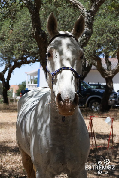 Raide Internacional Estremoz 2023 (203).jpg