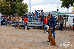 19 treino de obediencia canina e workshop 5 MAIO FIAPE 2024