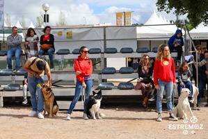 22 treino de obediencia canina e workshop 5 MAIO FIAPE 2024